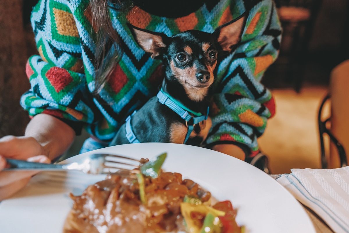 A small dog sits in the lap of a woman wearing a heavily patterned sweater in a restaurant, with a plate of food on the table in front of them.