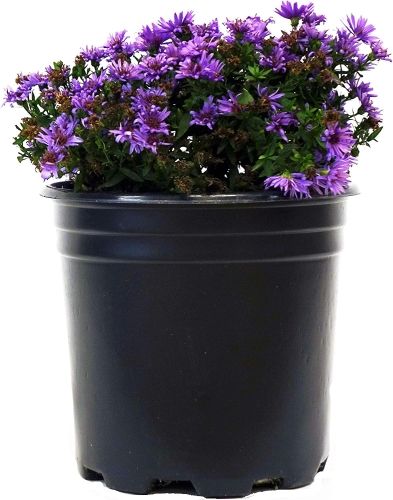 Product image for the Aster Flowers Live Plant.