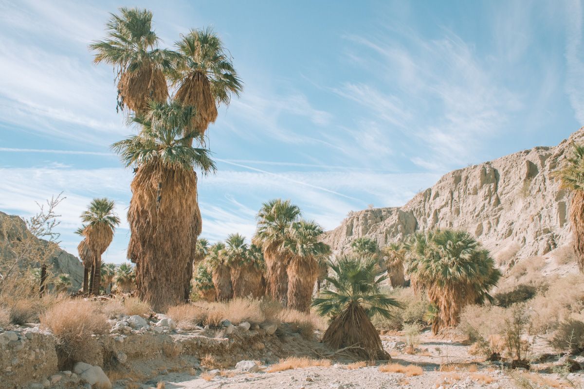 Palm trees and Joshua trees in a desert landscape with dry cliffs and a blue sky in the background.