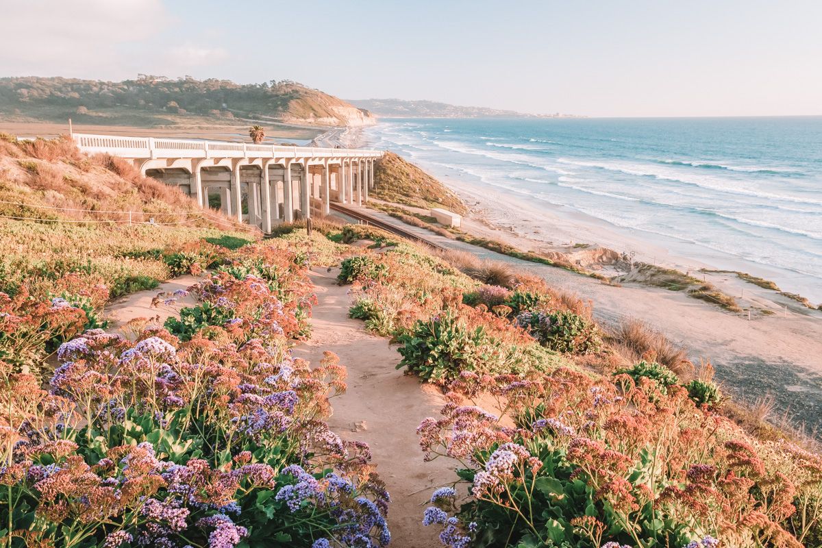 Purple flowers and succulents covering a dune overlooking a beach, with a highway running alongside it.