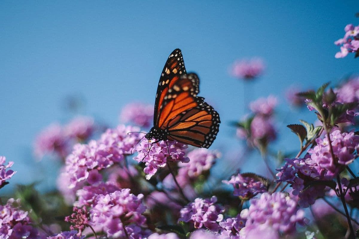 Free stuff to do in Santa Cruz | Natural Bridges Monarch butterflies