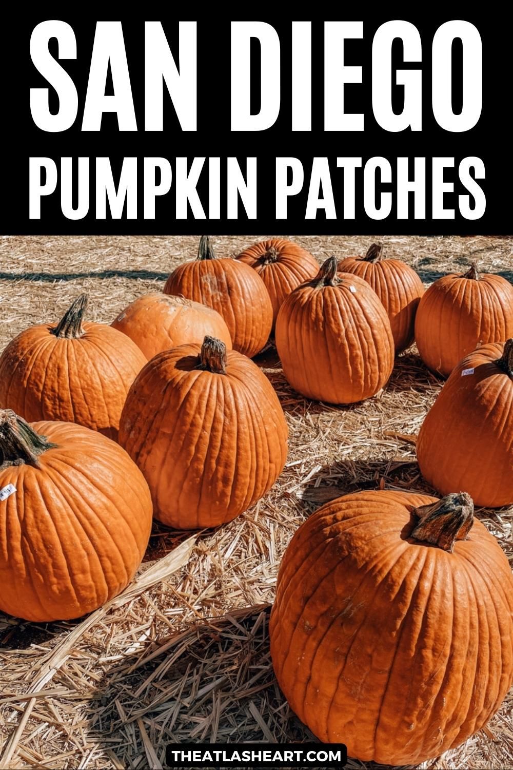 A close-up image of eleven pumpkins sitting on a hay-covered ground, with the text overlay, "Best Pumpkin Patches in San Diego."