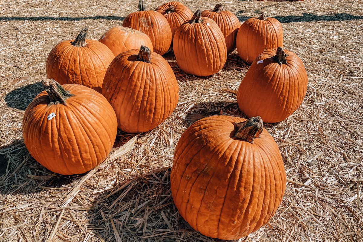 A close-up image of eleven pumpkins sitting on a hay-covered ground.