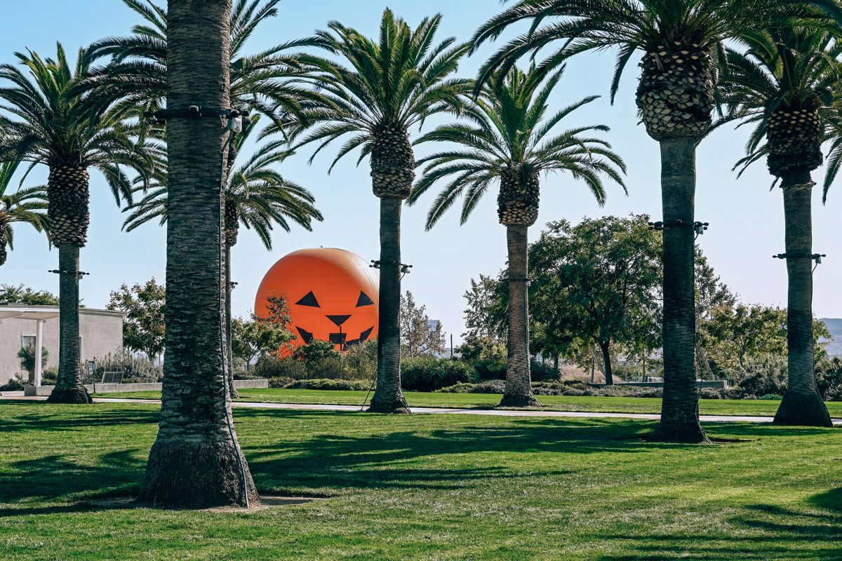 A grove of palm trees on a sunny day, growing on a manicured patch of grass with a giant, orange, jack-o-lantern balloon visible through the trees.