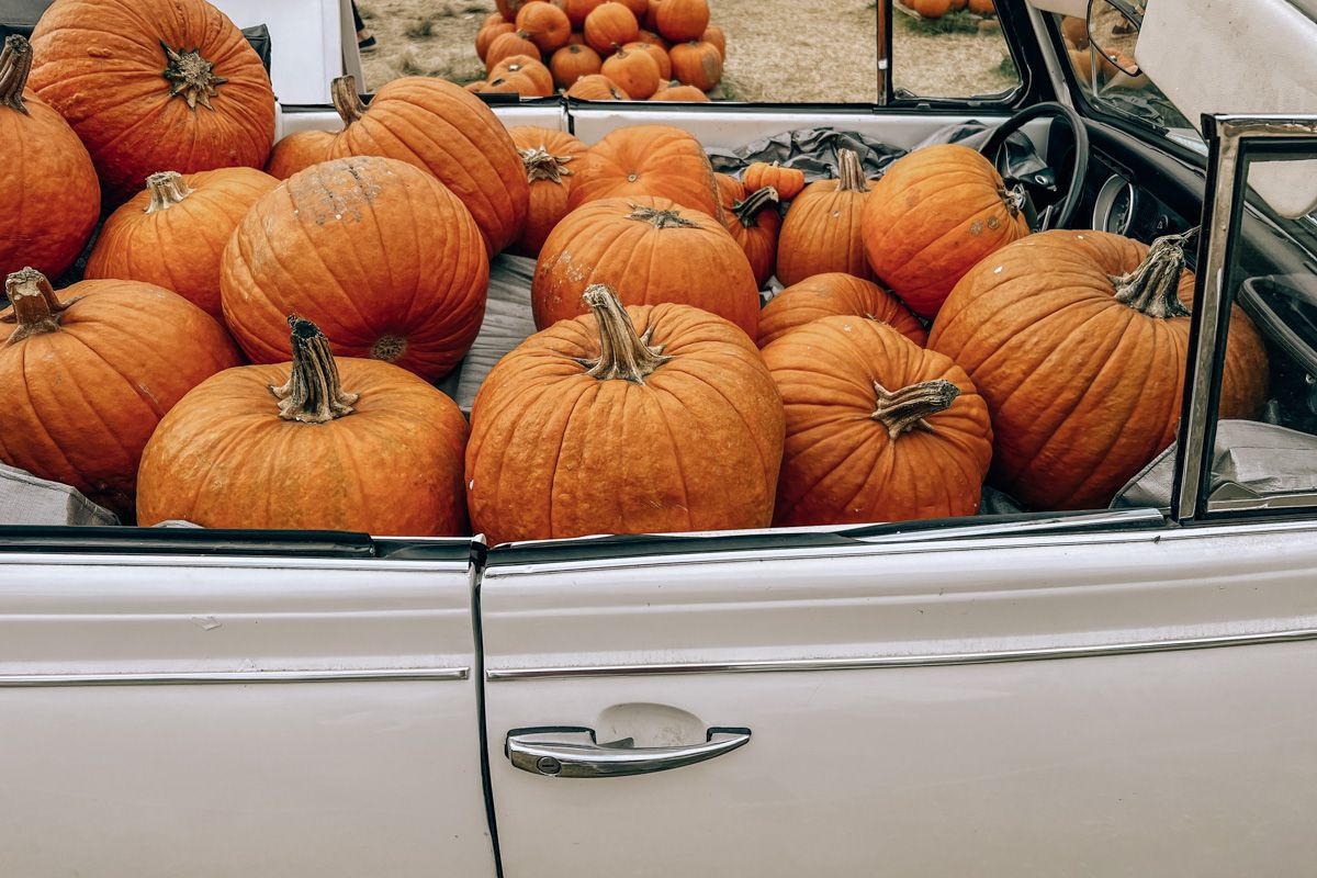 A close-cropped shot of a white convertible classic car filled with pumpkins at the Goff Family Pumpkin Patch at Liberty Station San Diego.