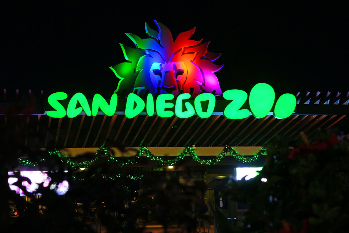 The sign over the entrance for the San Diego Zoo seen at night lit up green and rainbow, with green Christmas lights and garlands hung in the background.