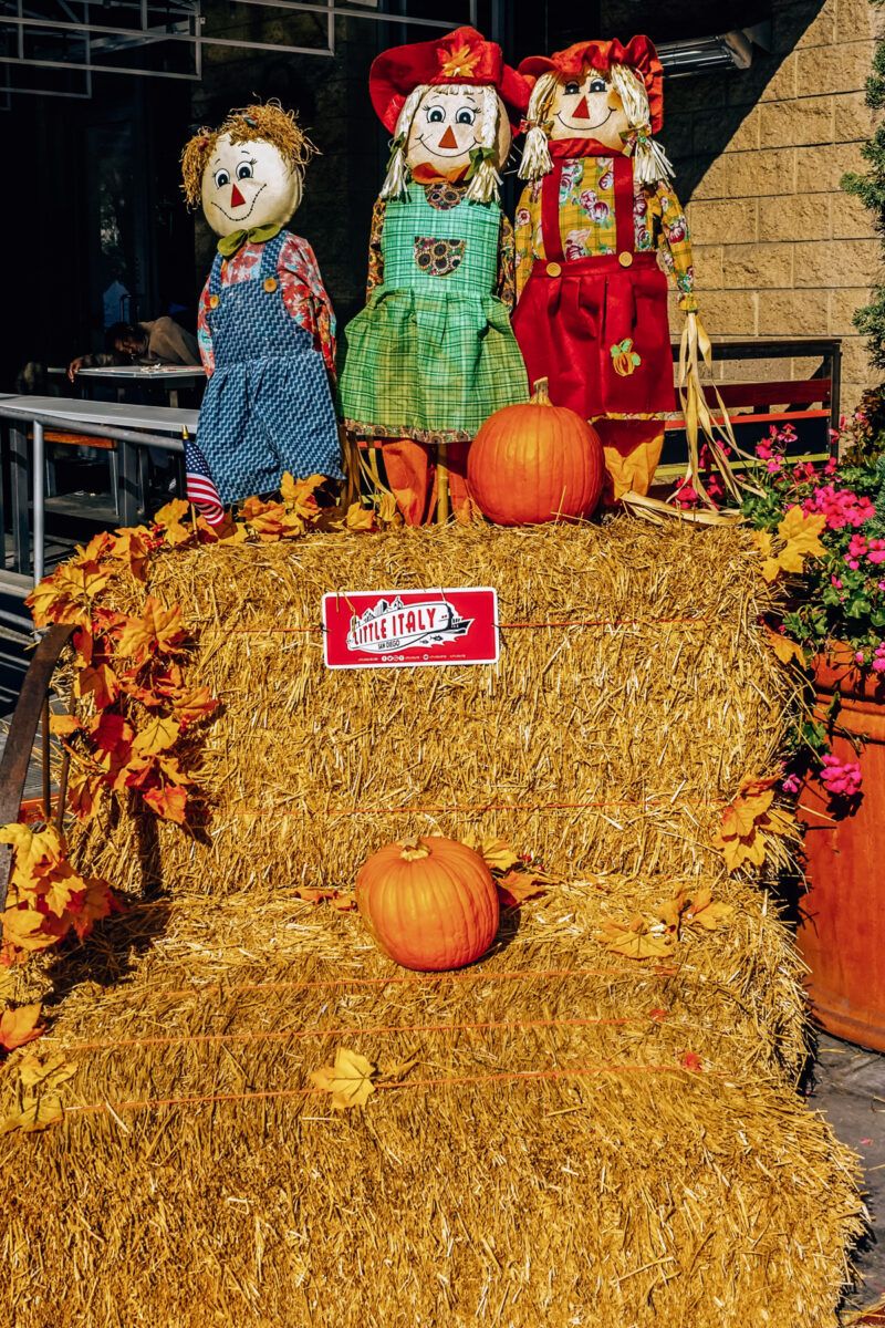 BEST Pumpkin Patches In San Diego [2024 Halloween Guide]