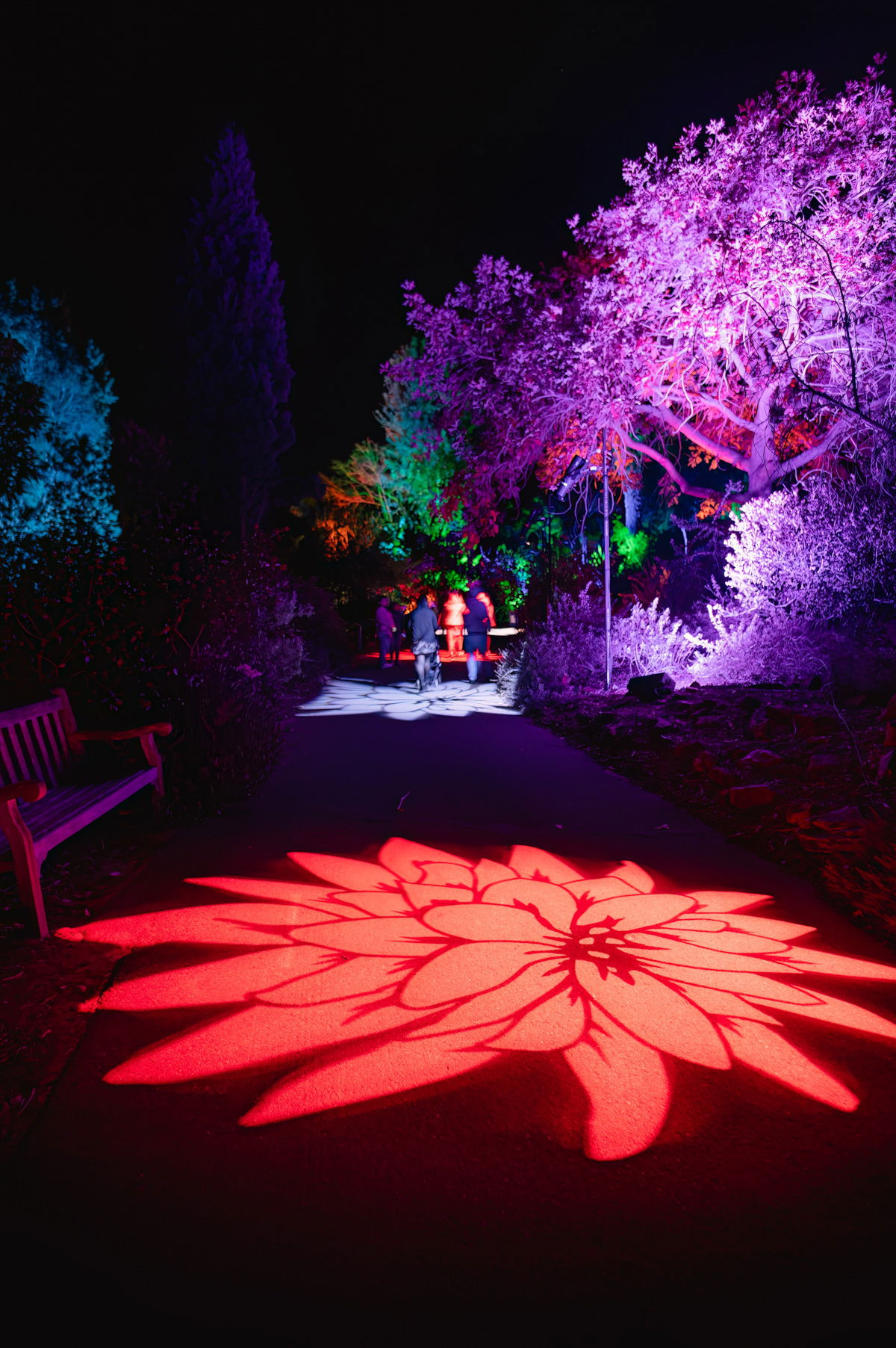 A nighttime park scene with a light shaped like a poinsettia flower projected on a paved path, and trees illuminated purple, red, blue, and green in the background.
