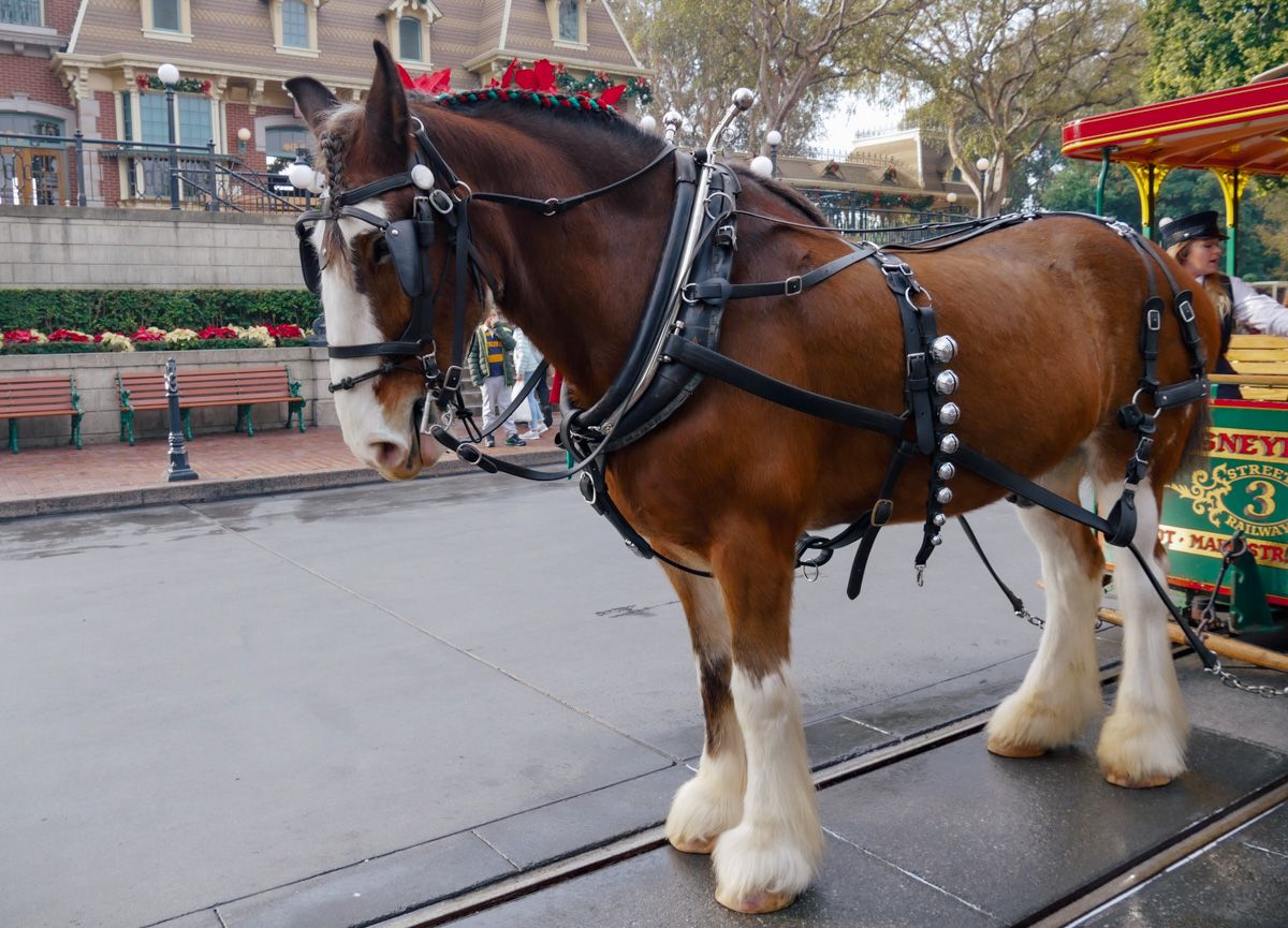 Holidays at Disneyland
A giant Clydsdale horse with bows French braided into it's main and bells on it's harness, stands in front of the green, red, and gold trolly car that the horse is hooked up to using thick leather straps.