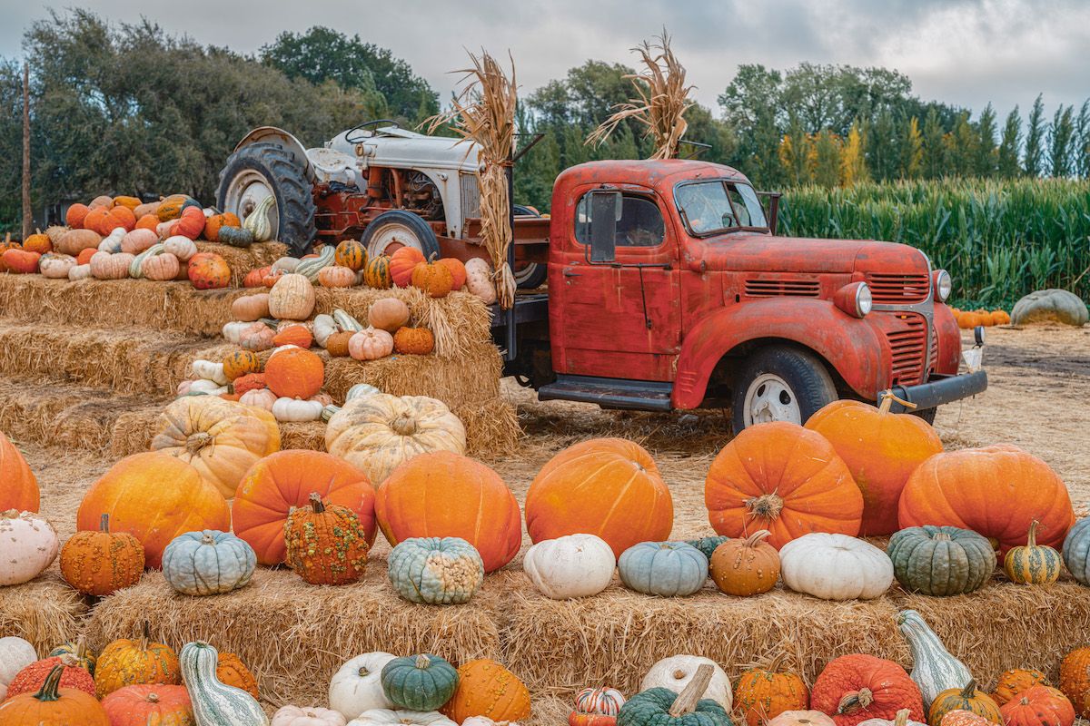 Decorative, multi-colored pumpkins and gourds arranged on hay bales in front of an old-fashioned red pick-up truck decorated with corn stalks.