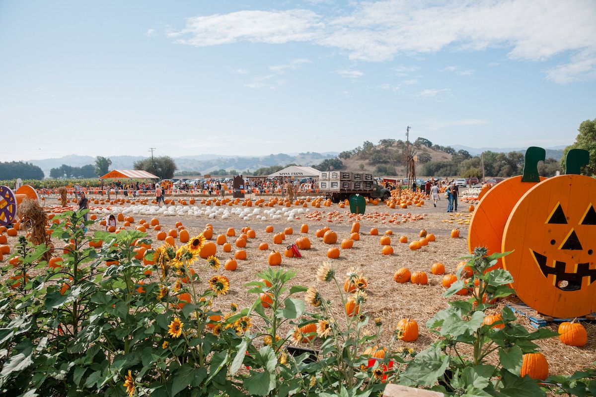 Sunflowers growing beside a painted wagon-wheel in one of the best pumpkin patches in California.