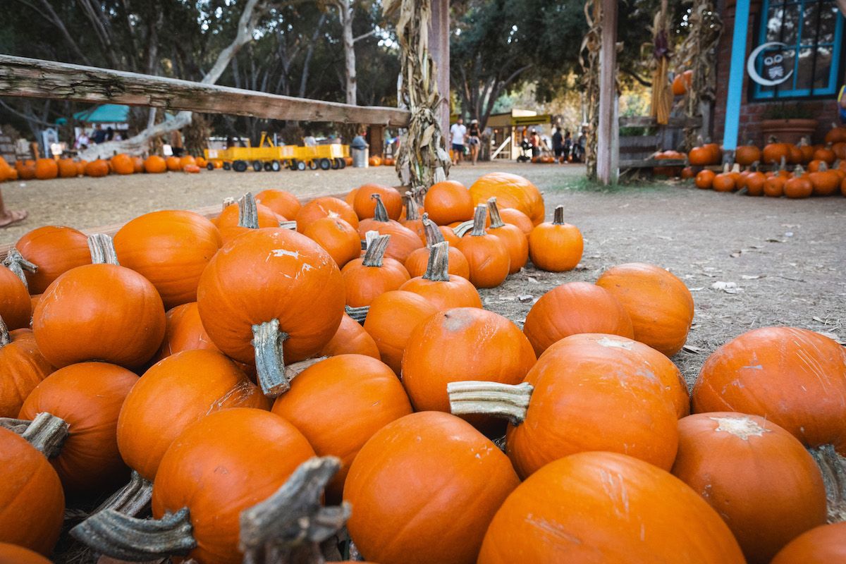 A pile of small, orange pumpkins on the ground at a pumpkin patch, with other pumpkin piles visible beyond it.