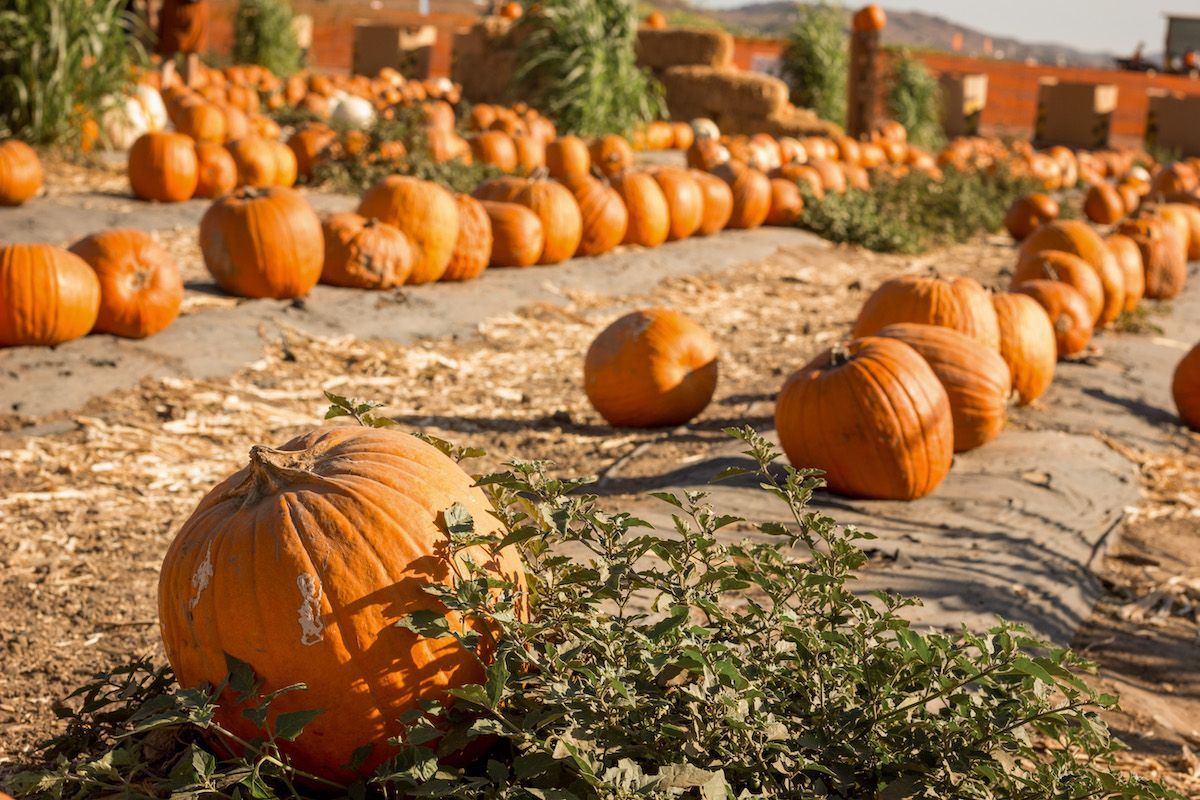 Rows of pumpkins lined up on the hay-strewn of a pumpkin patch.