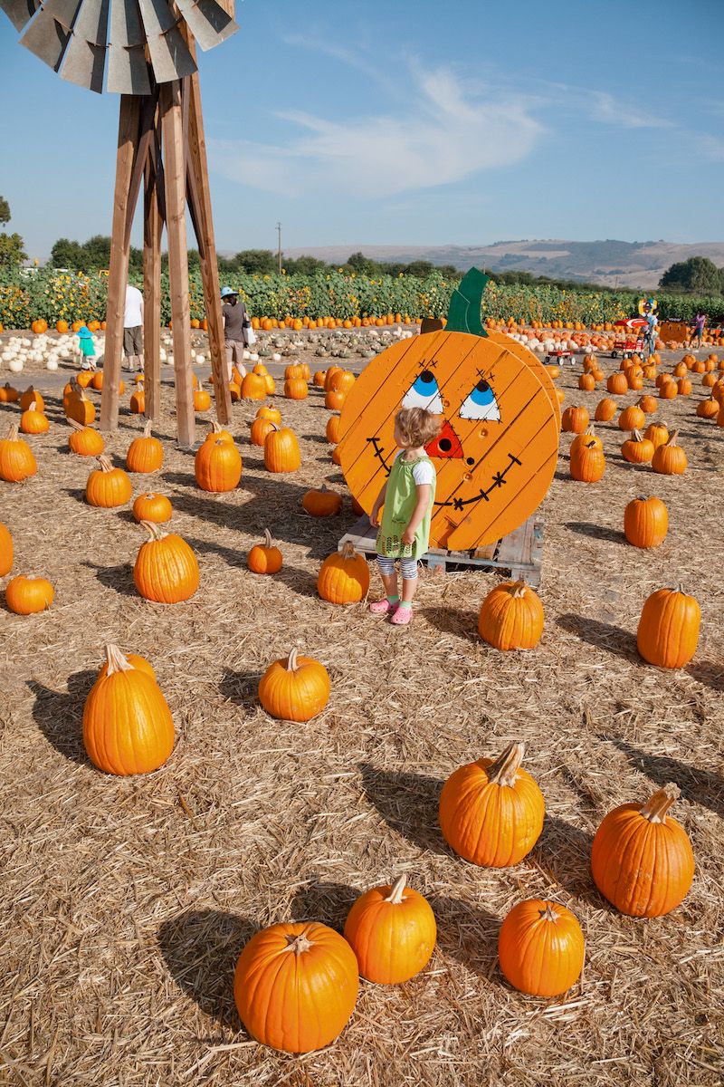 A small girl in a green dress stands in a pumpkin patch in front of a wooden wheel painted to look like a pumpkin, surrounded by evenly-spaced pumpkins. 