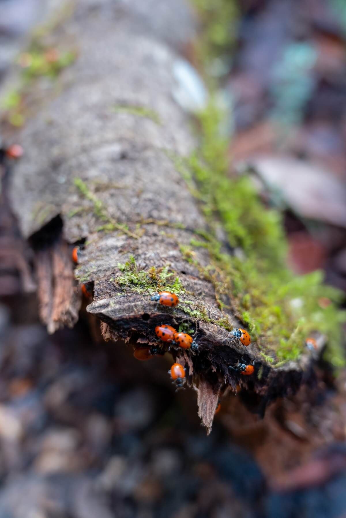 ladybug crawling over a log at Reinhardt Redwood Regional Park