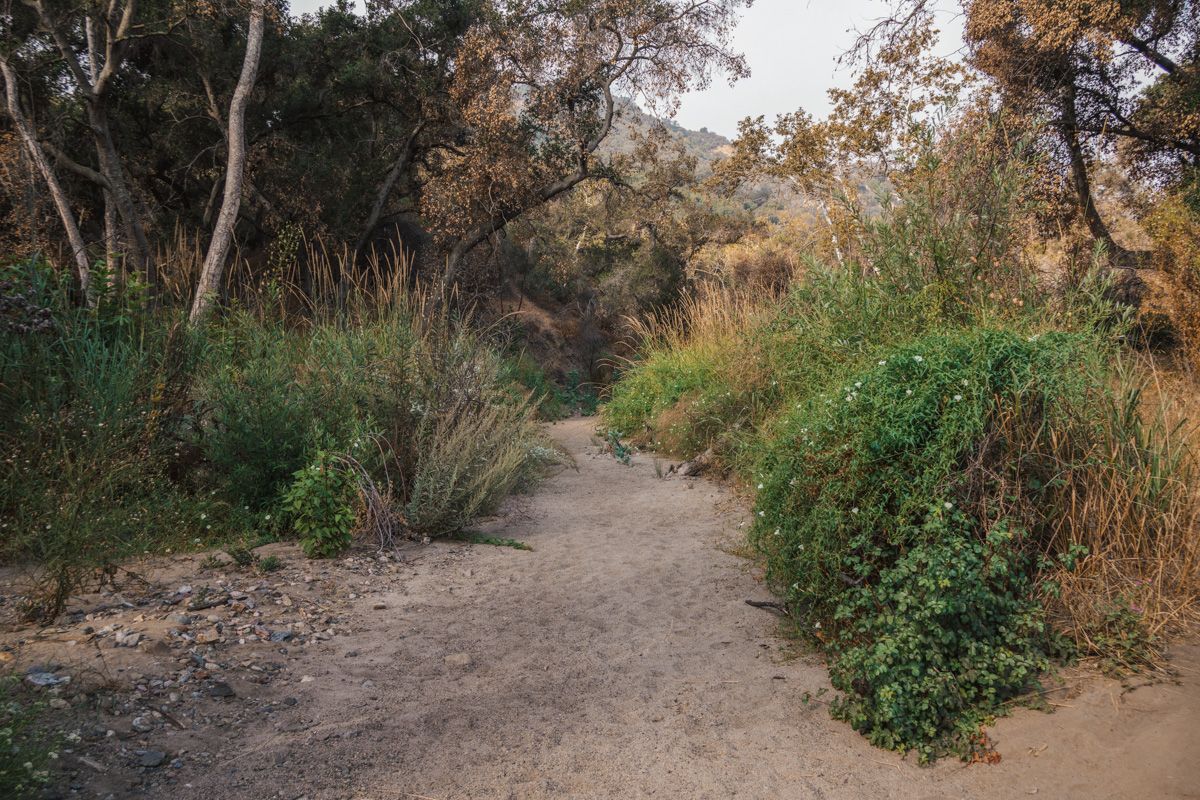 The Red Rock Creek Trail in Topanga Canyon, a sandy flat trail lined by low bushes and oak trees.