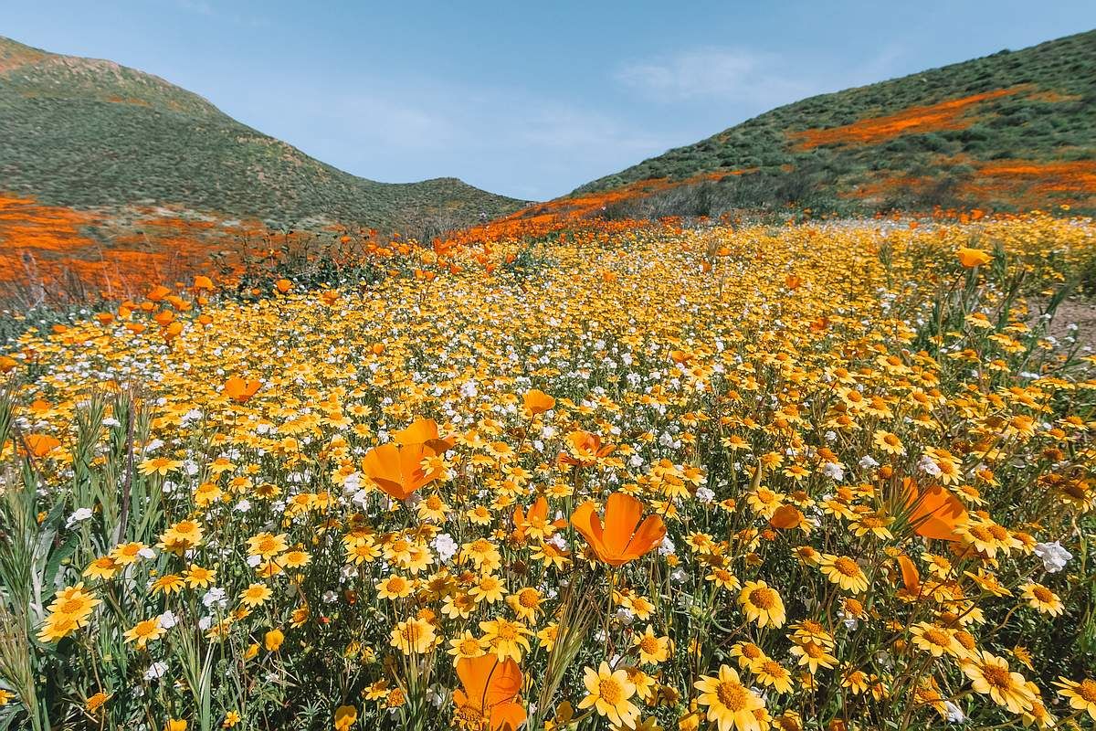 Walker Canyon Poppies