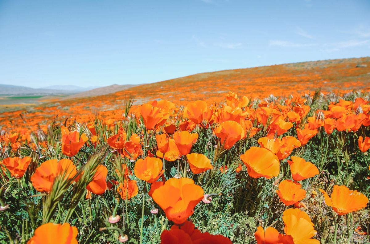 Where to See California Poppies