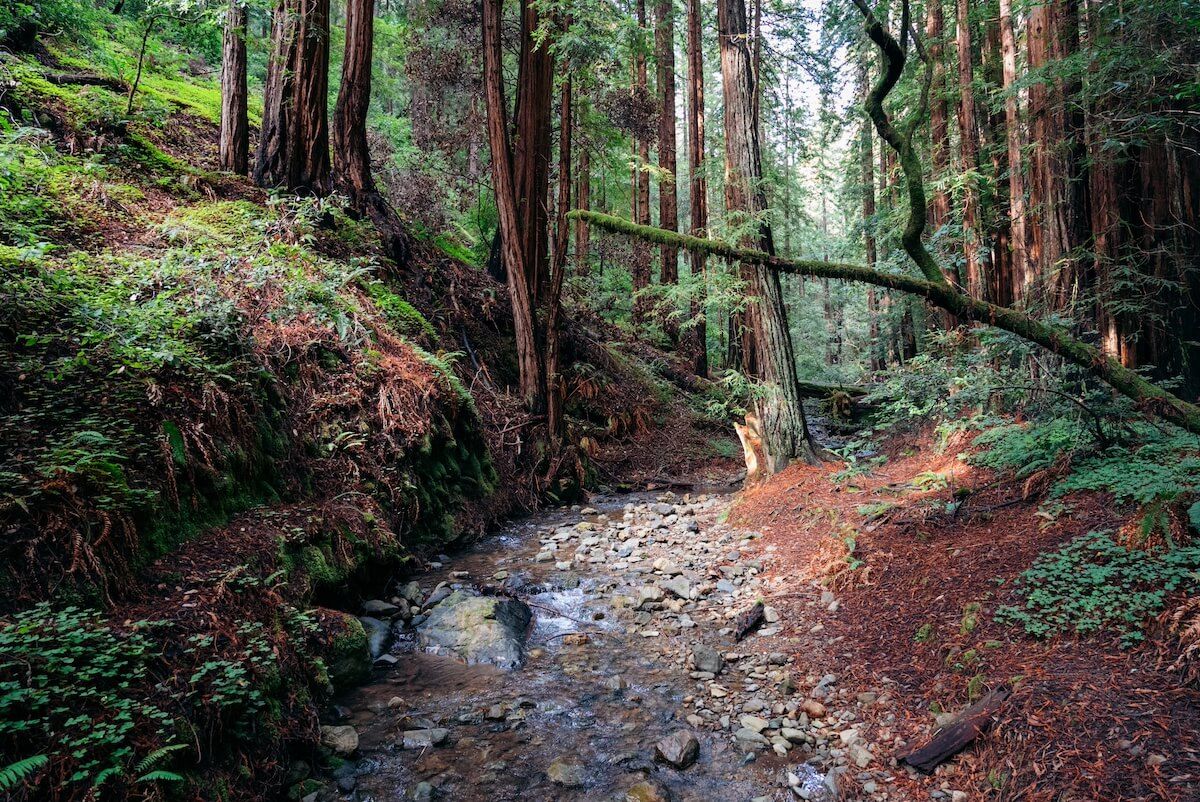 A rocky creek flowing through Muir Woods, surrounded by towering redwoods.