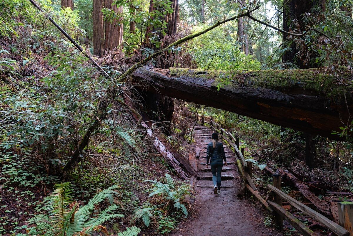 A woman walks under a fallen tree across a trail in Muir Woods, flanked by towering redwoods.