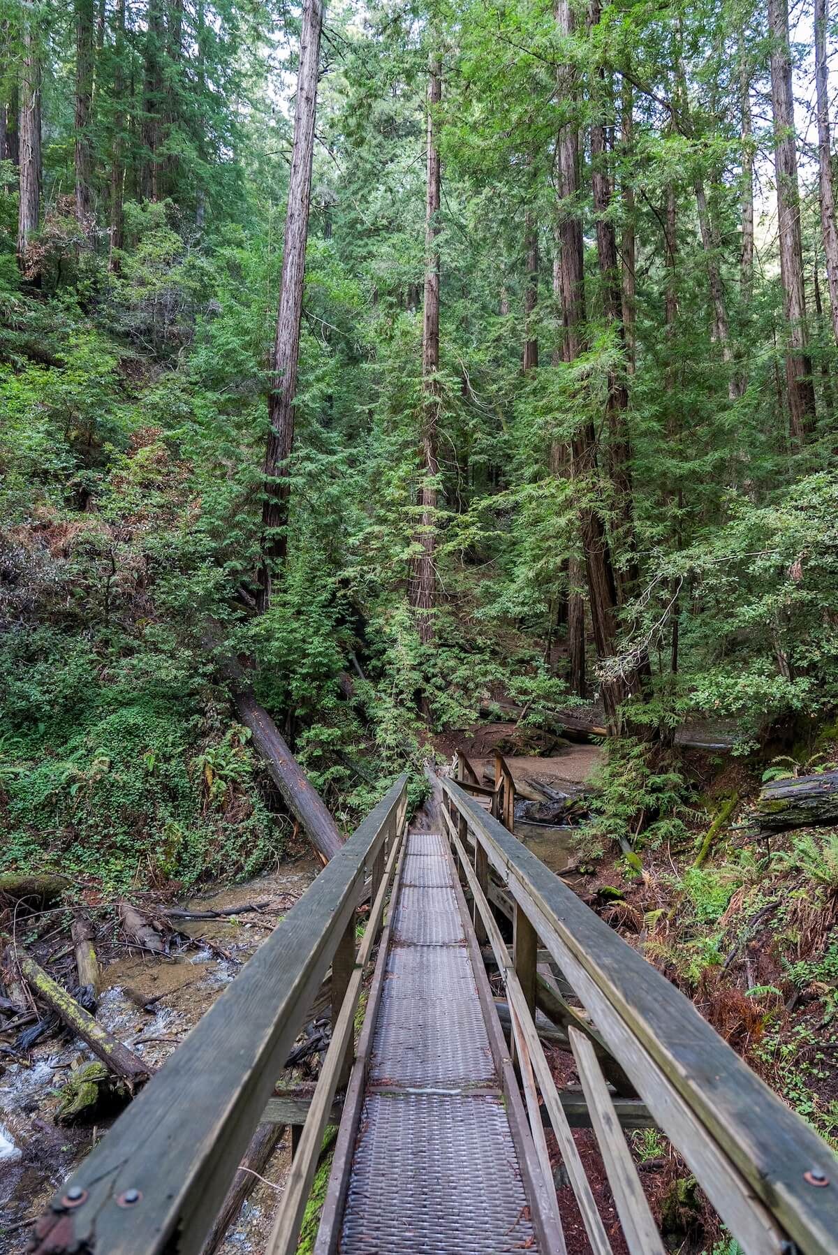 A view looking across a bridge over a ravine on a trail in Muir Woods.
