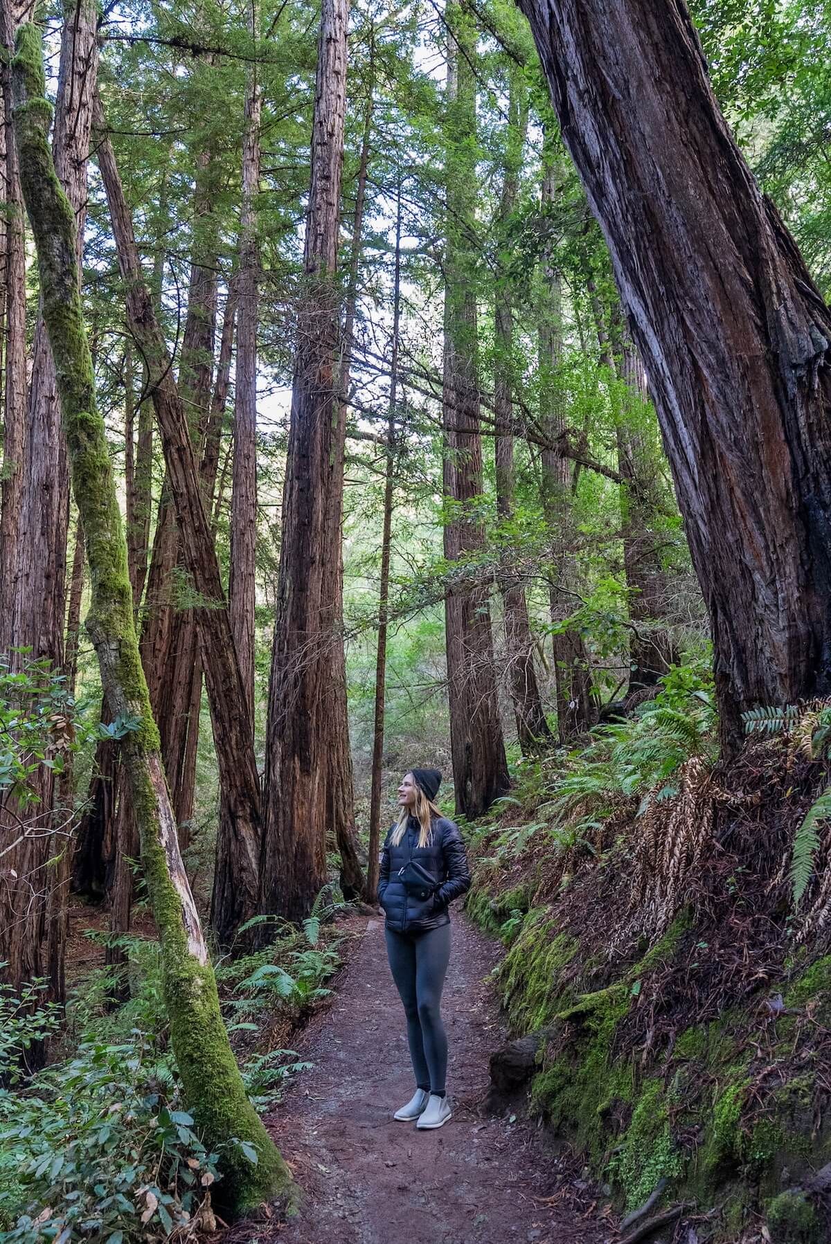 A woman in dark clothing looking up at tall, lush, redwood trees while standing on a trail in Muir Woods.