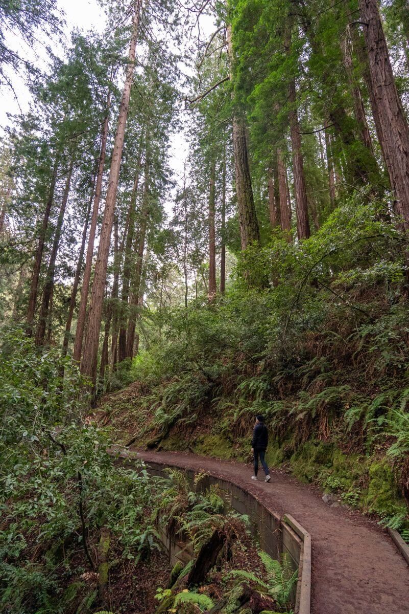 A woman walks along the Muir Woods Main Trail to Hillside Trail Loop, flanked by towering redwoods.