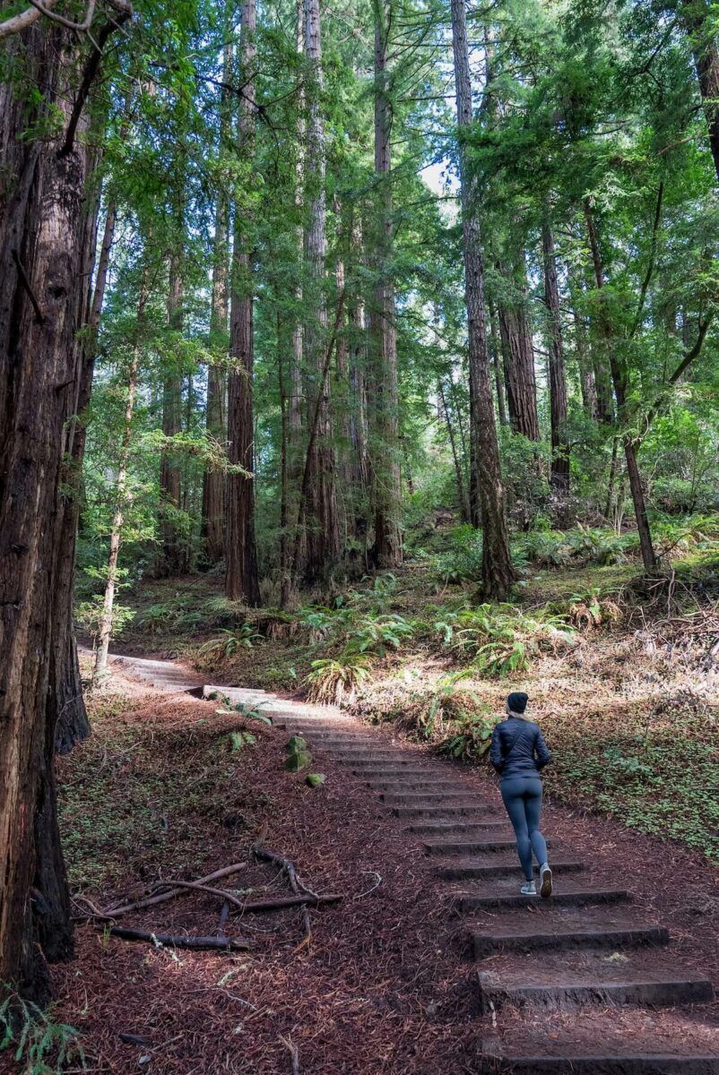 Muir Woods National Monument Tips Is It Worth It 2024