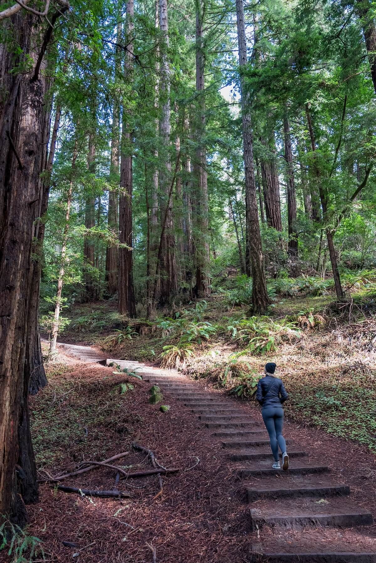A woman climbs some earthen stairs on a trail in Muir Woods, flanked by towering redwoods.