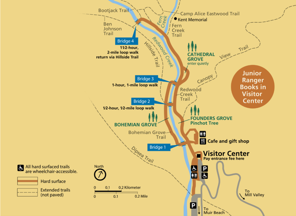 A tan and brown Muir Woods main trail map.