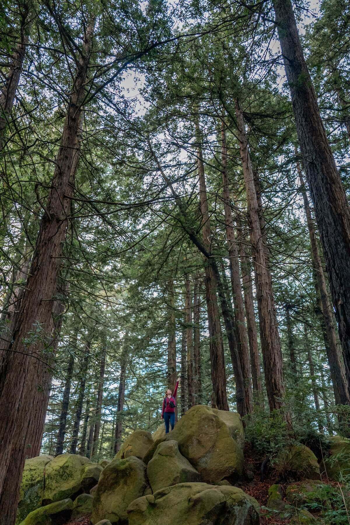 A female hiker stands on some mossy bouldered amidst a dense grove of tall, thin, redwoods in Reinhardt Redwood Regional Park.