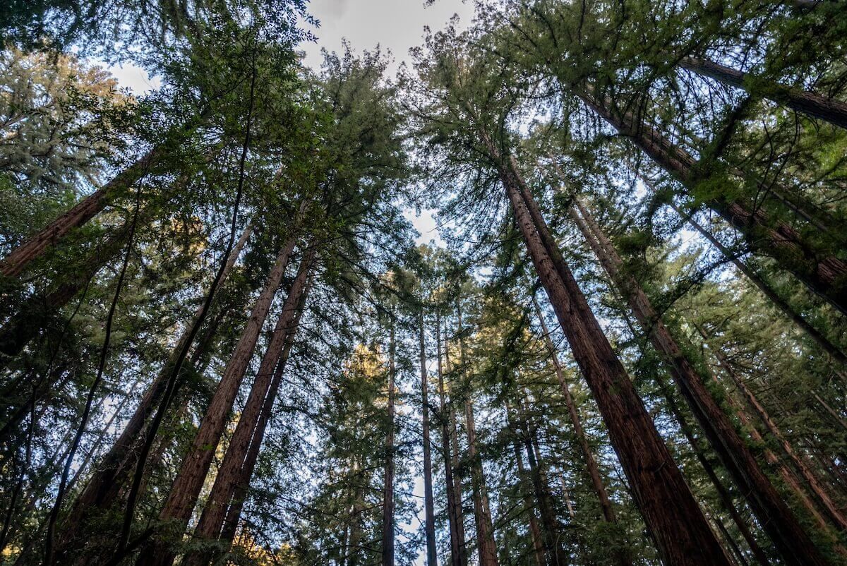 A view looking up at tall, thin redwood trees, with a pale blue sky behind it at Redwood Regional Park.