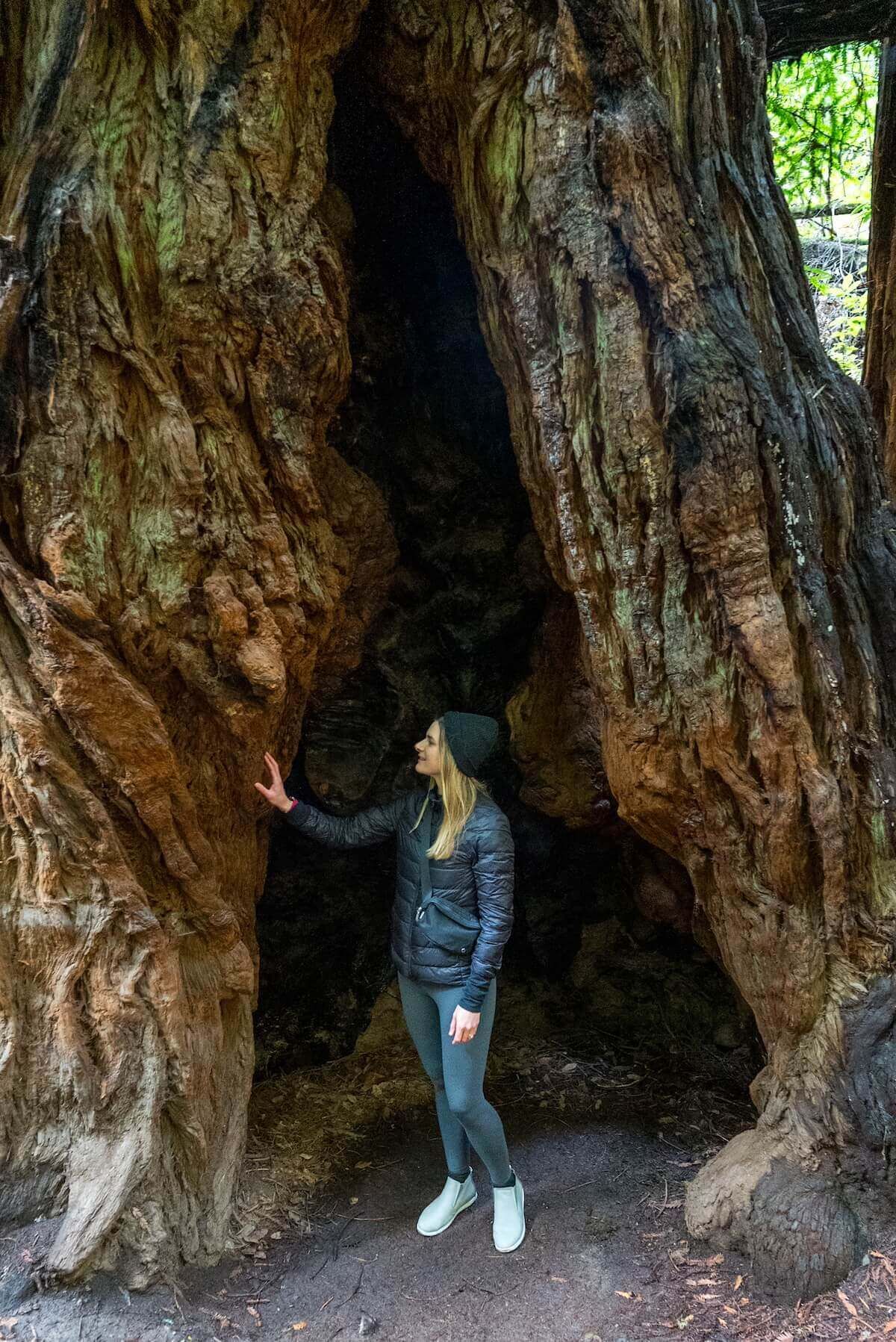 A woman stands inside an alcove in a massive redwood tree in Muir Woods National Monument.