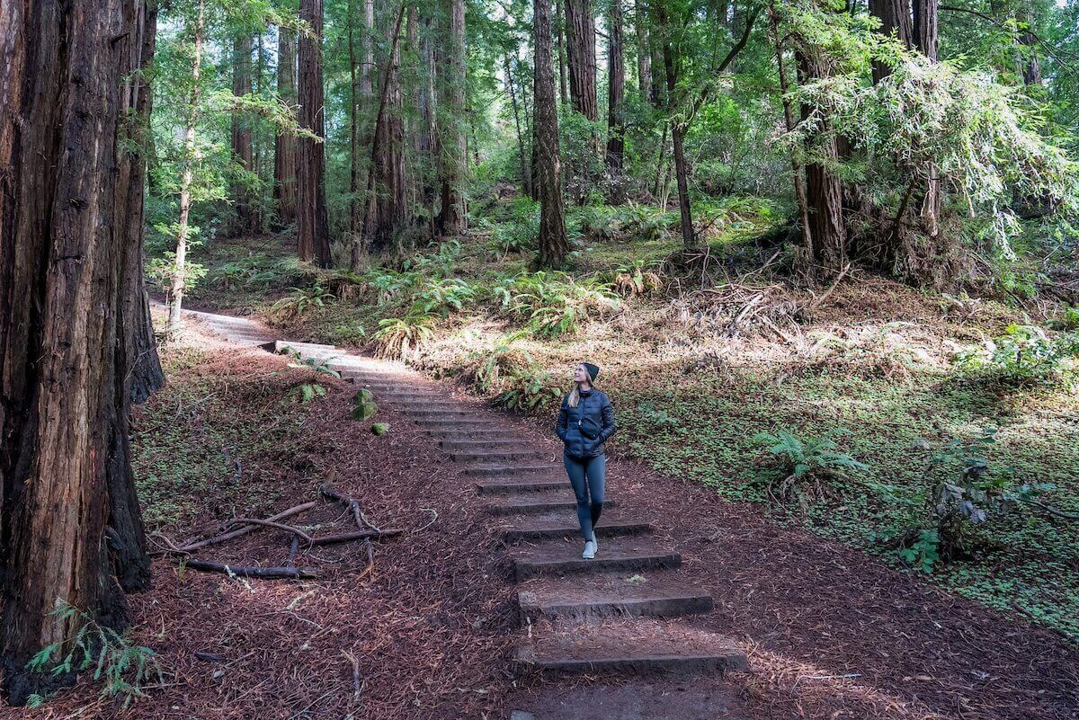 FAQs About Hiking in Muir Woods