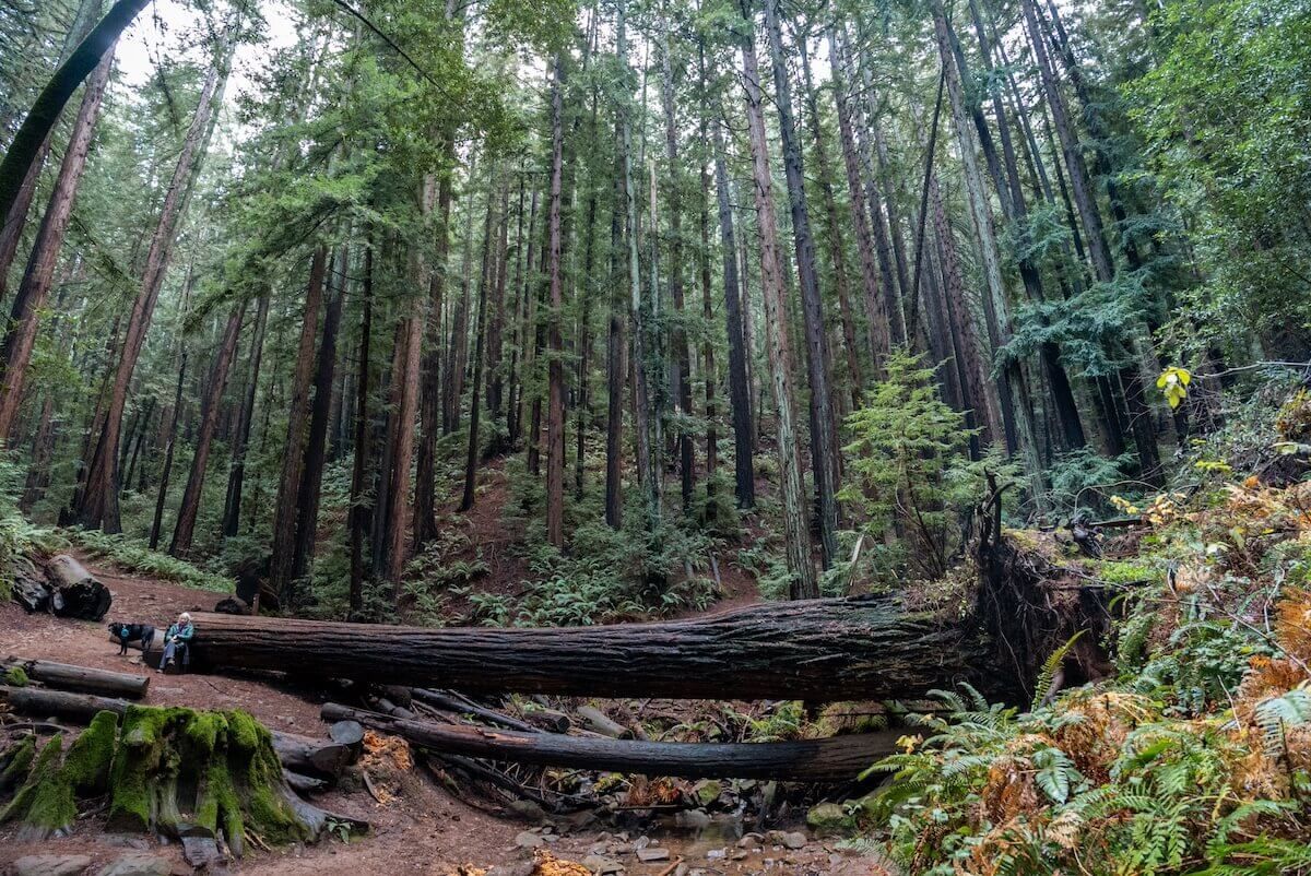 FAQs About Redwood Regional Park