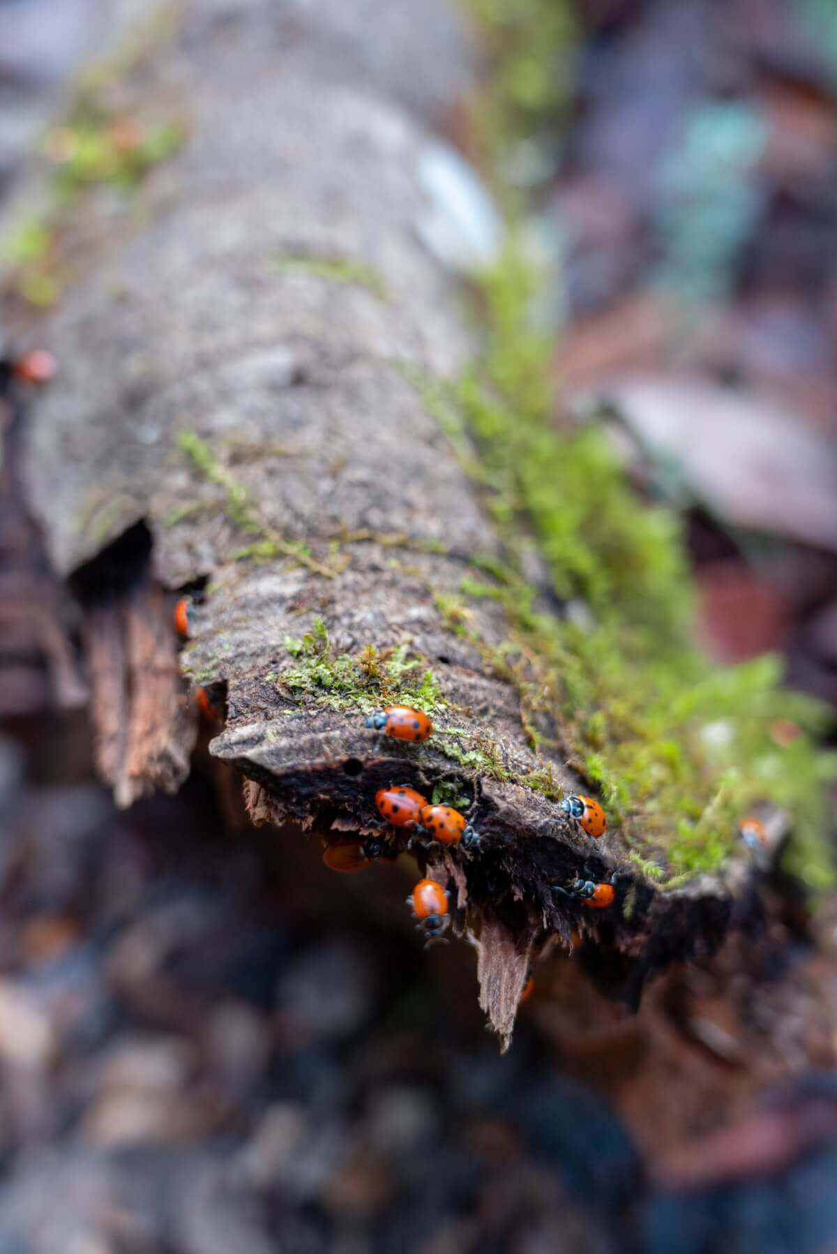 A close-up of ladybugs walking on the end of a mossy, fallen log.