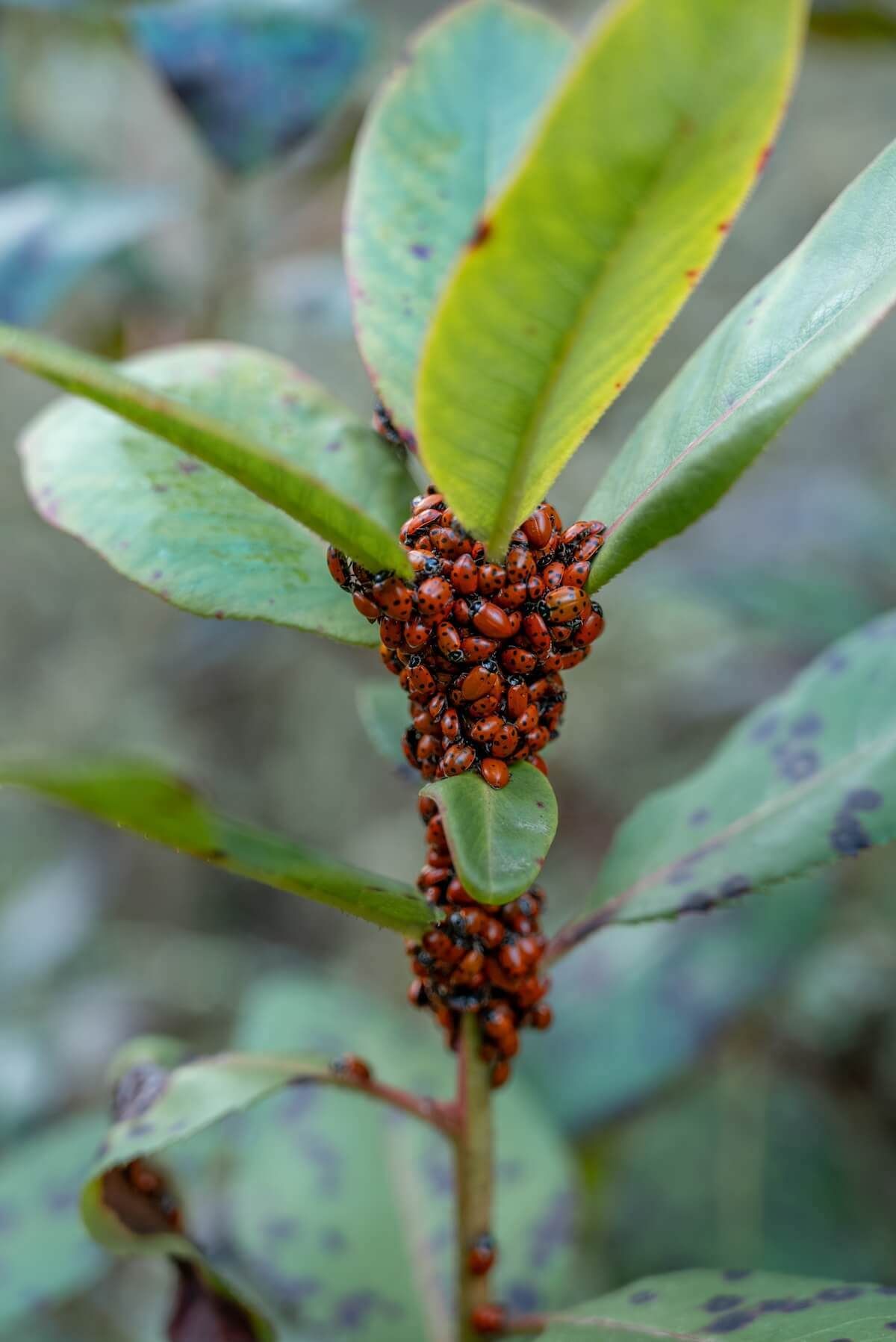 A close-up of a cluster of ladybugs swarming the stem of a leafy, green plant.