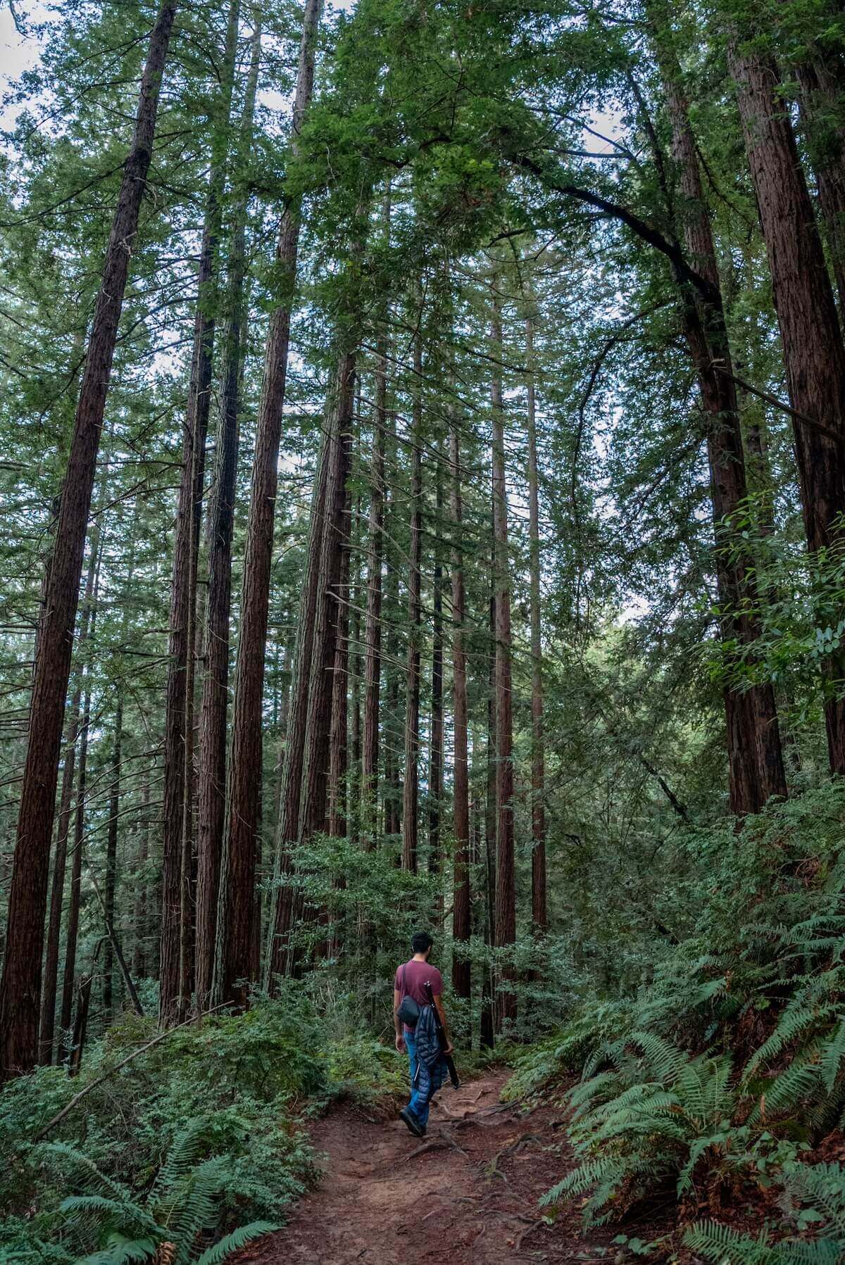 A male hiker seen from behind, walking along a dirt path through a dense grove of tall, thin, redwoods in Reinhardt Redwood Regional Park.