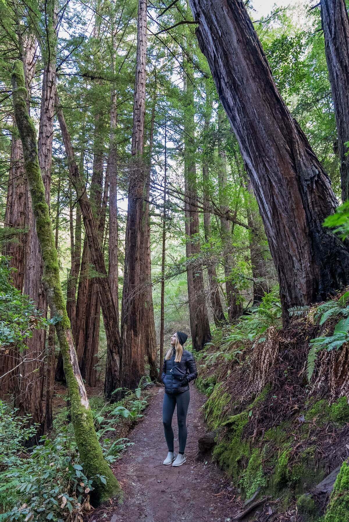 A woman standing on a Muir Woods Trail, looking up at towering redwoods.