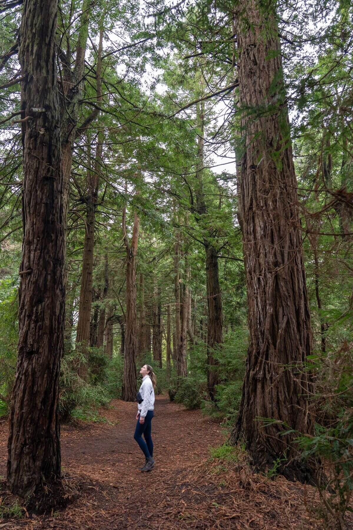 A woman in a white puffy jacket and leggings looking up at the redwoods in the Heroes Grove in Golden Gate Park in San Francisco