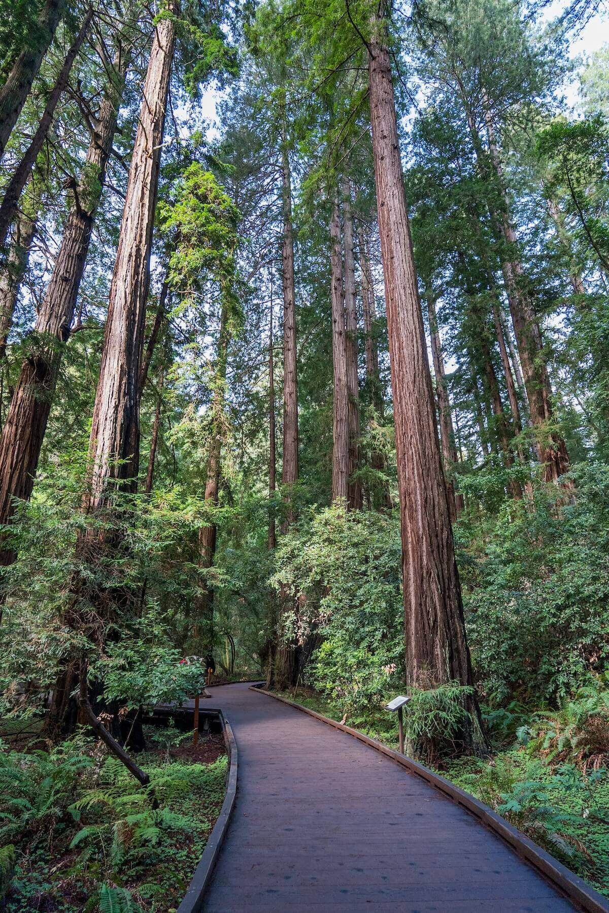 A view of the boardwalk path of the Muir Woods Main Trail, lined by towering redwoods.
