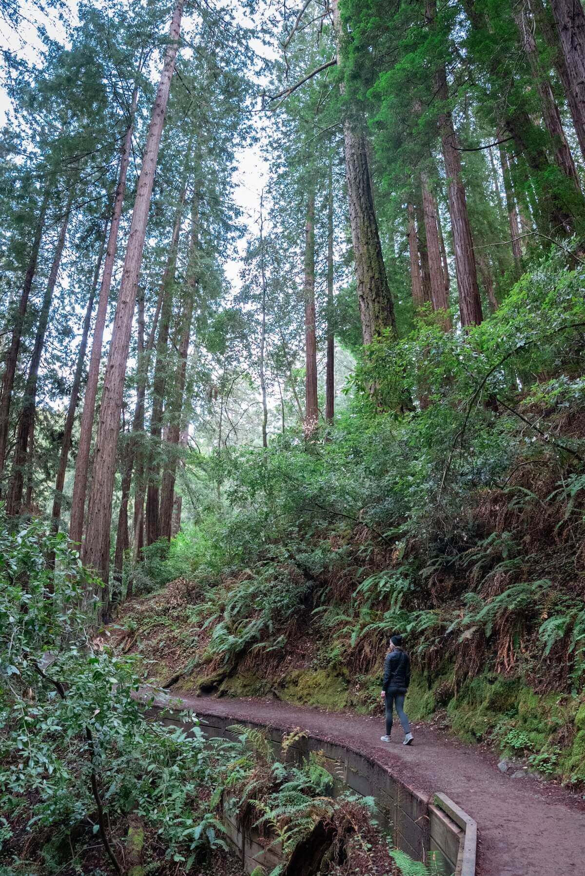 A female hiker in a dark clothing seen from behind and from a distance, walking along a dirt trail through a redwood forest.