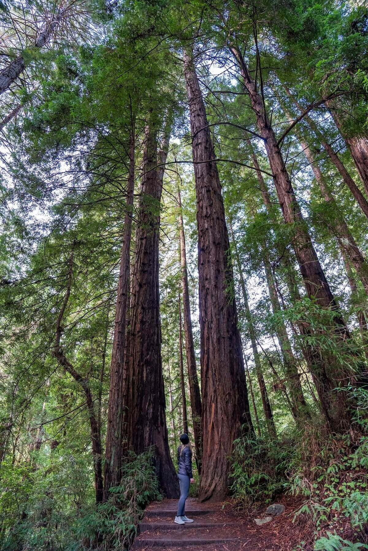 A woman stands on some earthen stairs on a trail in Muir Woods, flanked by towering redwoods.