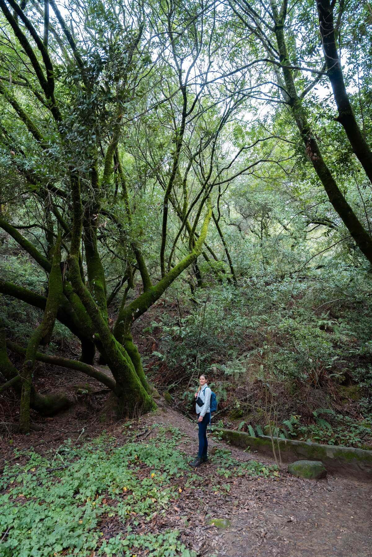 A female hiker stands looking back at the camera on a forest path in front of a moss-covered tree.