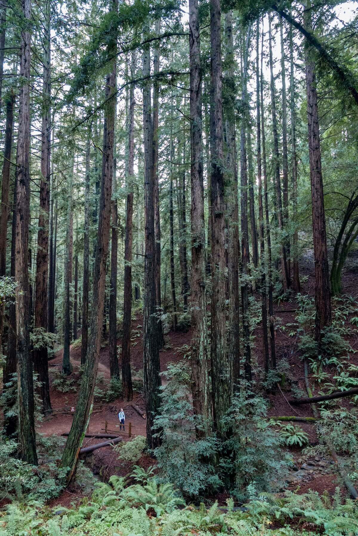 A view of a redwood forest with the tiny, faraway figure of a female hiker visible through the trees.