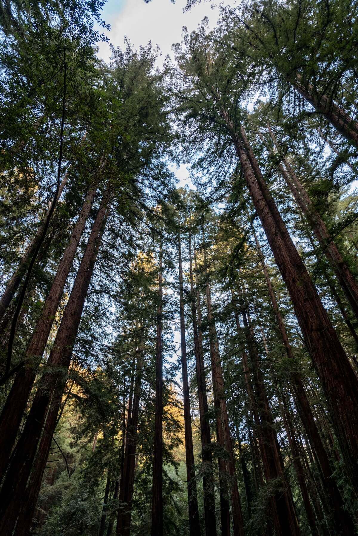 A view looking up at tall, thin redwood trees, with a pale blue sky behind it. at Redwood Regional Park.