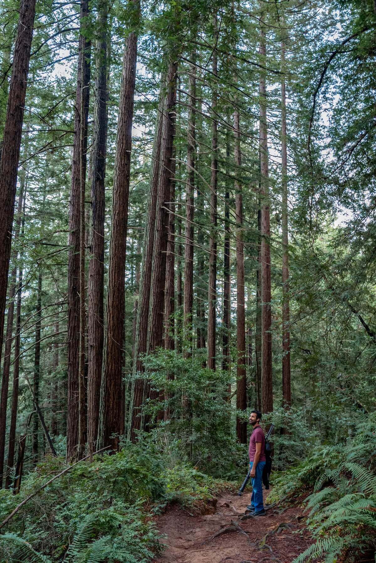 A male hiker standing on a dirt path through a dense grove of tall, thin, redwoods in Reinhardt Redwood Regional Park.