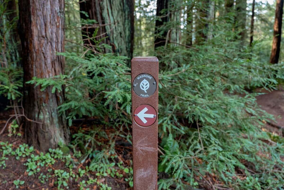A brown post that reads "Madrone Trail" with redwood trees in the background.