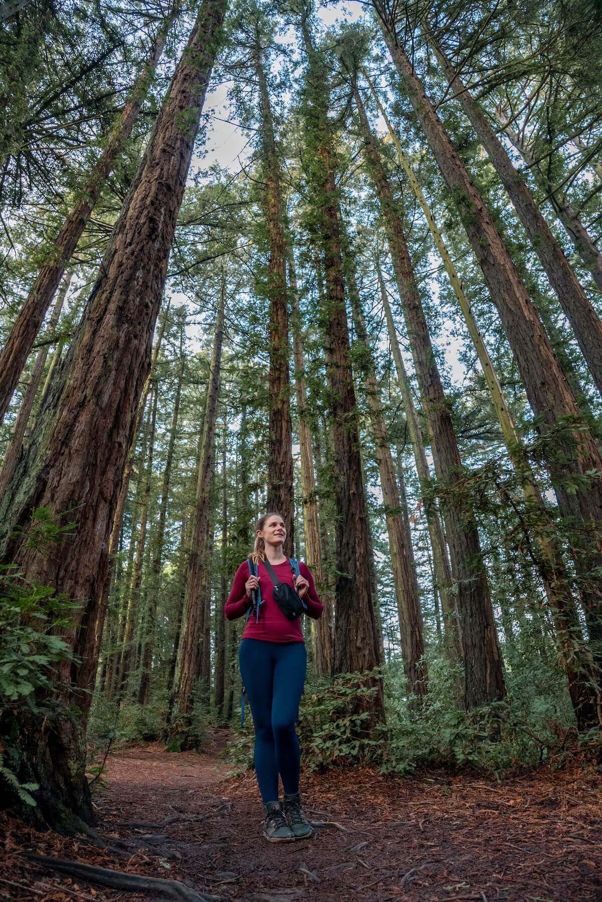 A female hiker stands amidst a dense grove of tall, thin, redwoods in Reinhardt Redwood Regional Park.
