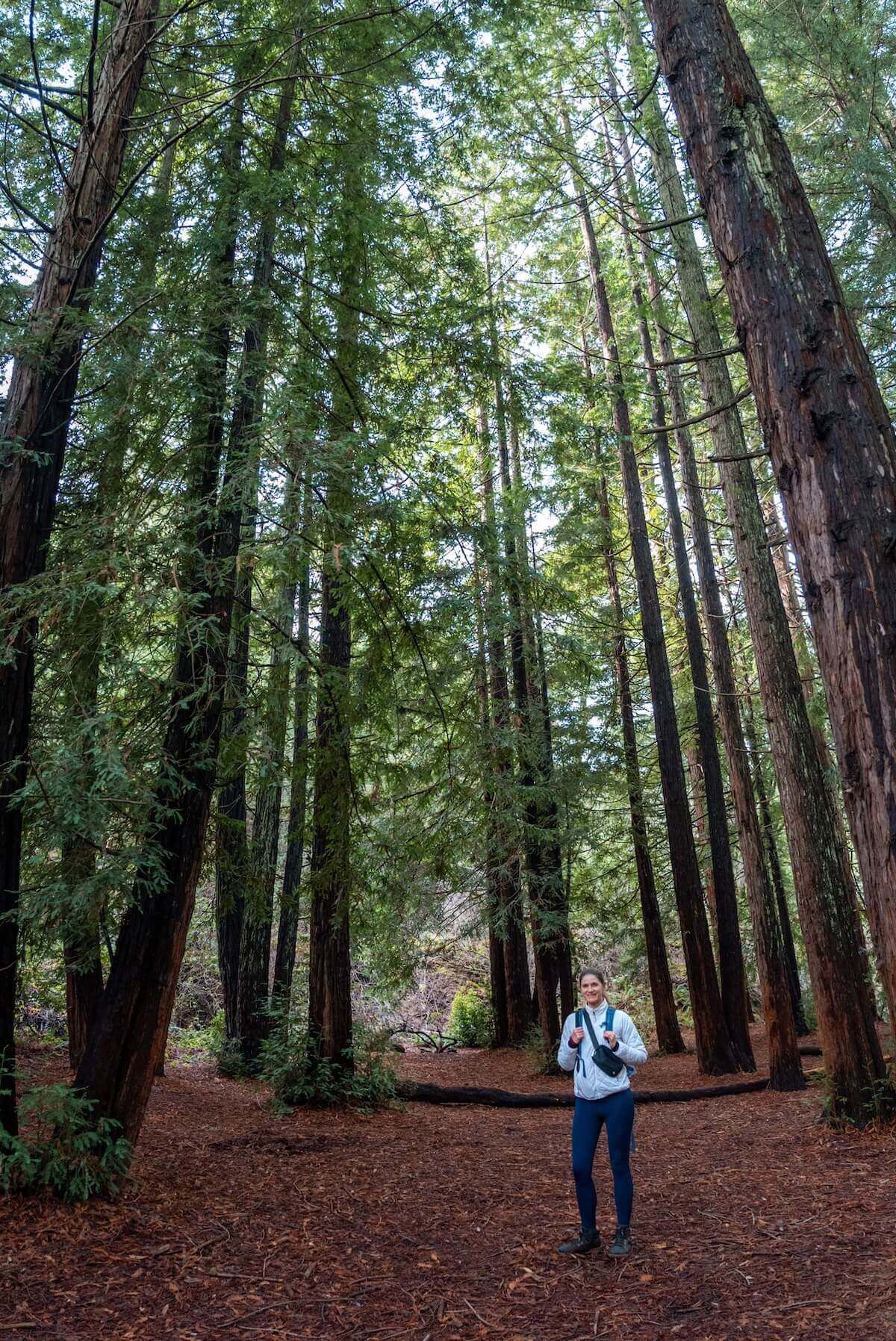 A female hiker stands facing the camera amidst a dense grove of tall, thin, redwoods in Reinhardt Redwood Regional Park.